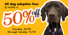 50% OFF dog adoptions